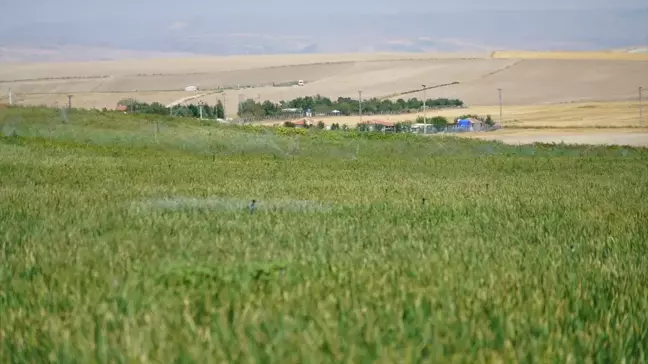 Polatlı Soğan Üreticileri Birliği Başkanı: Bu Yıl Soğan Rekoltesi 500 Bin Ton Olacak