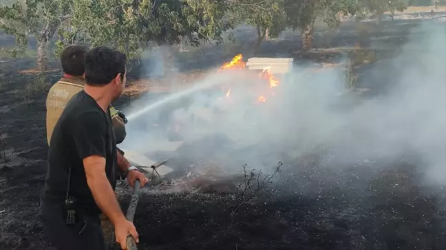 İzmir'de Zeytinlik ve İncirlikte Yangın: Bahçe ve Arı Kovanları Zarar Gördü