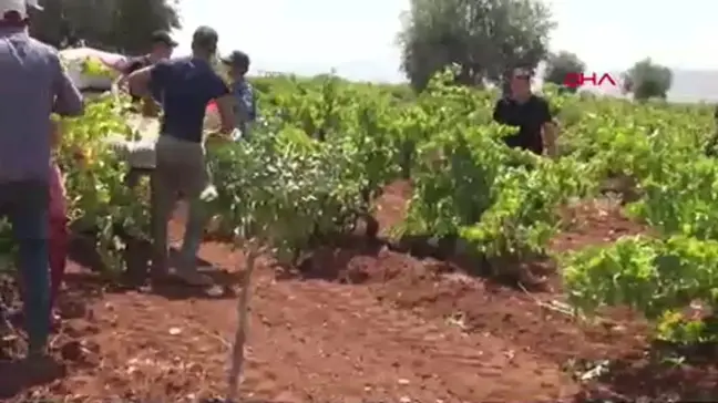 Kilis'te Horoz Karası üzüm hasadı başladı