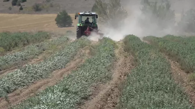 Burdur'da Ada Çayı Üretimi Azaldı