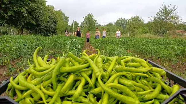 Düzce'de Kadınlar Tarımsal Kalkınma Kooperatifi Kurarak Mahsul Yetiştiriyor