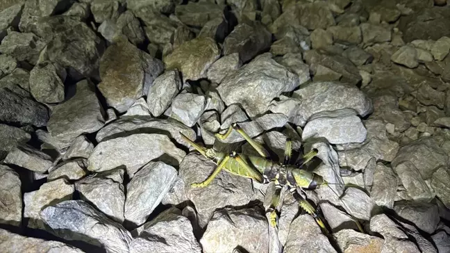 Nemrut Dağı'nda Etçil Çekirge Görüldü