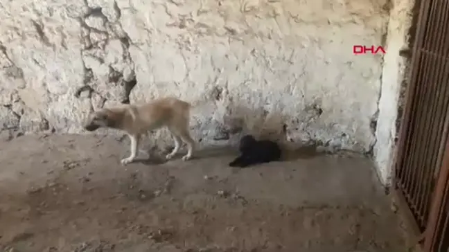 Erzurum'da zifte bulanan yavru köpeklerden 5'i hayatını kaybetti