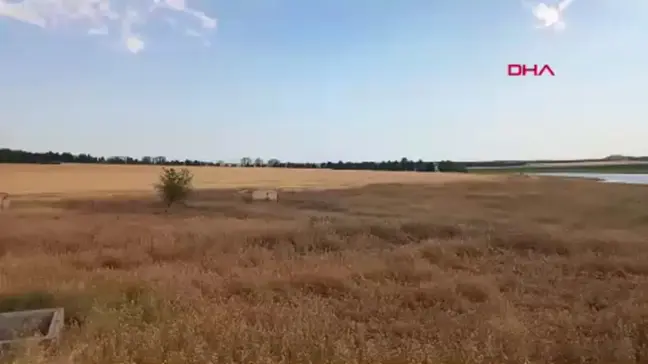 Diyarbakır'da nadir taşçeviren kuşu görüntülendi