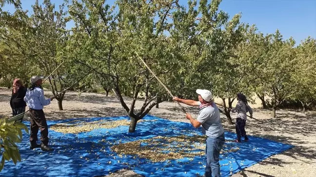 Demirci'de 550 Ton Badem Rekoltesi Bekleniyor