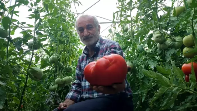 Erzurum'un Tortum ilçesinde doğal tarım yöntemleriyle yetiştirilen dev domatesler büyük ilgi görüyor