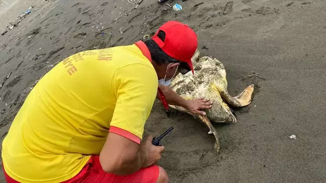 Hatay'da Yaralı Caretta Caretta Tedavi Ediliyor