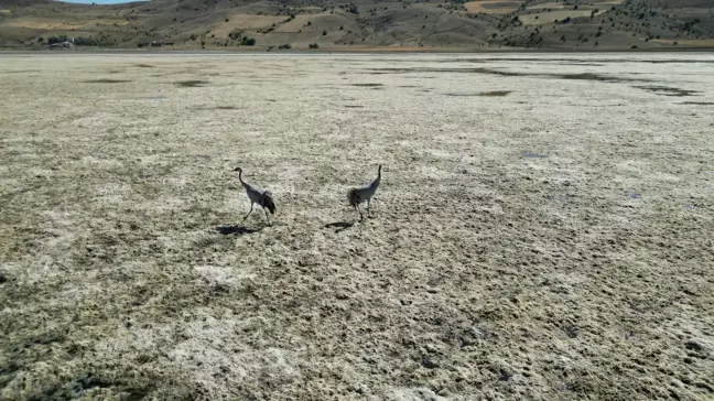 Bingöl Gölü Tamamen Kurudu, Sadece 2 Turna Kaldı