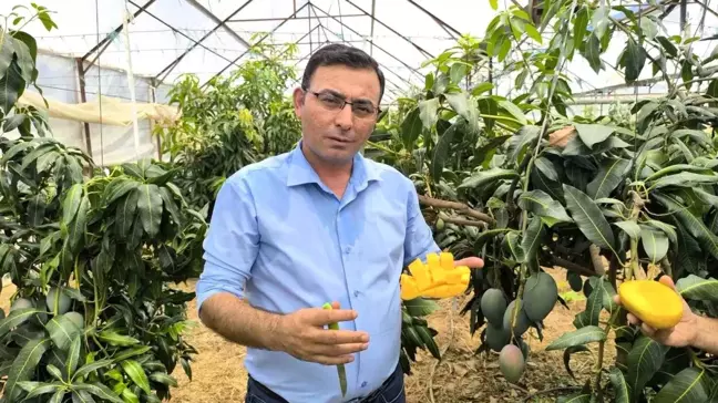 Antalya Alanya'da Mango Hasadı Başladı