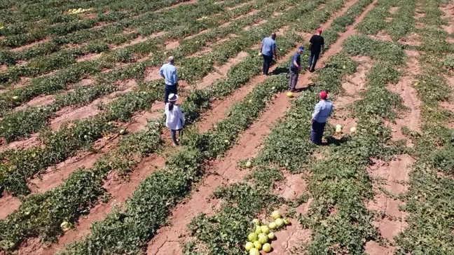 Çankırı'da On Dilim Kavunu Pazarının Genişletilmesi Hedefleniyor