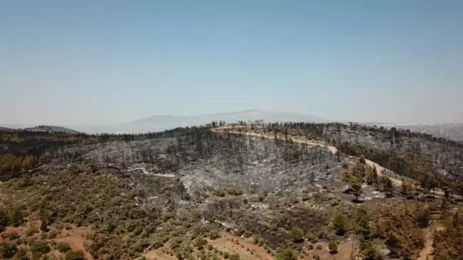 Muğla'daki yangınlar kontrol altına alındı