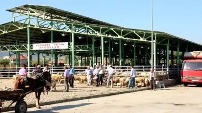 Sarıgöl Canlı Hayvan Pazarı Mavi Dil Hastalığı Nedeniyle Kapatıldı