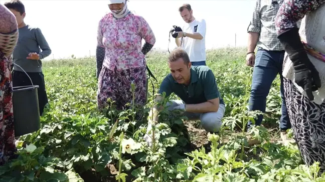 Balıkesir'de Bamya Hasadı Başladı