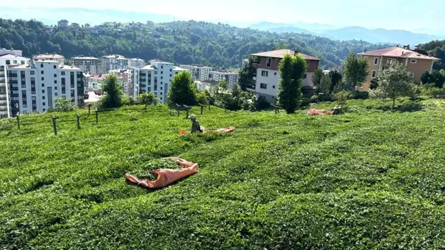 Rize'de çay üreticileri 3. sürgün hasat dönemi için çay bahçelerine girmeye başladı