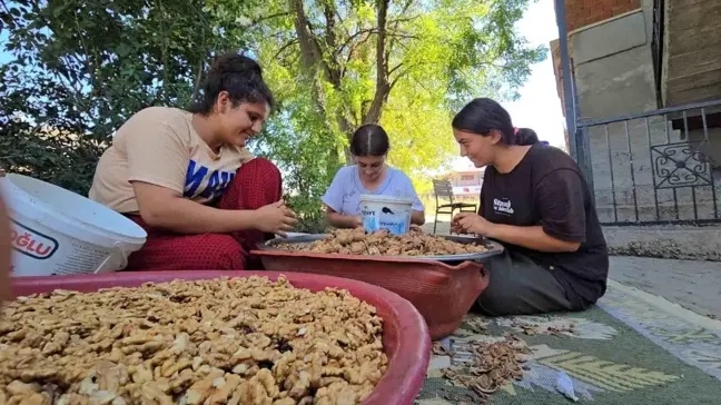 Tokat'ın Niksar ilçesindeki kadınlar ceviz kırarak aile bütçelerine katkı sağlıyor