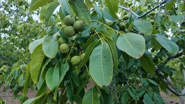 Çorum Oğuzlar ilçesinde ceviz hasadı başlıyor