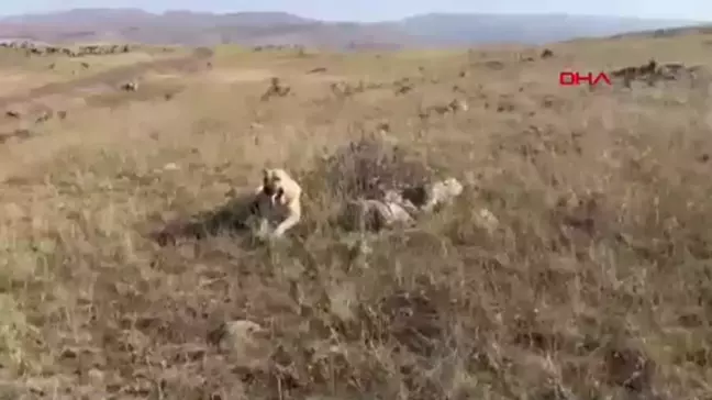 Sadakat örneği gösteren köpek, doğum yapan eşeği yalnız bırakmadı