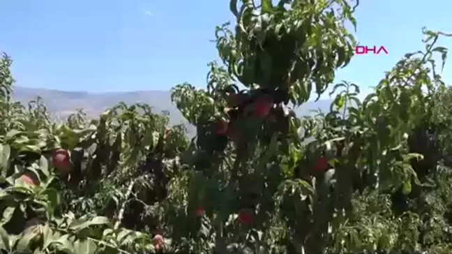 Mersin'de Şeftali Hasadı Başladı: 350 Bin Ton Rekolte Bekleniyor