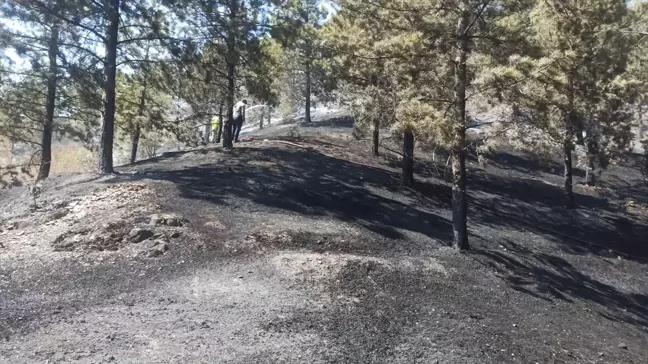 Tokat'ın Turhal ilçesinde çıkan orman yangını söndürüldü