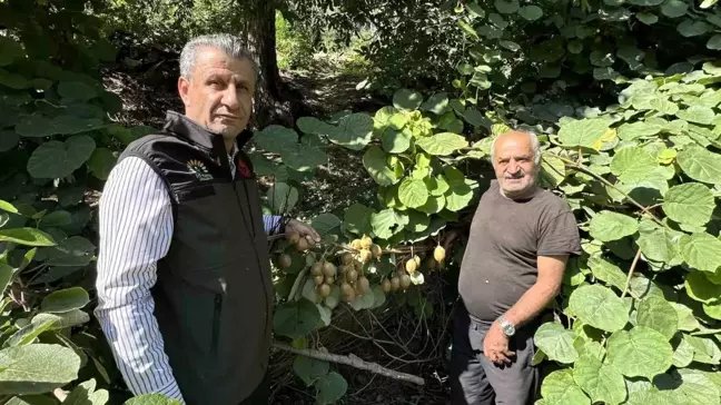 Hakkari'nin Yüksekova ilçesinde kivi yetiştirildi