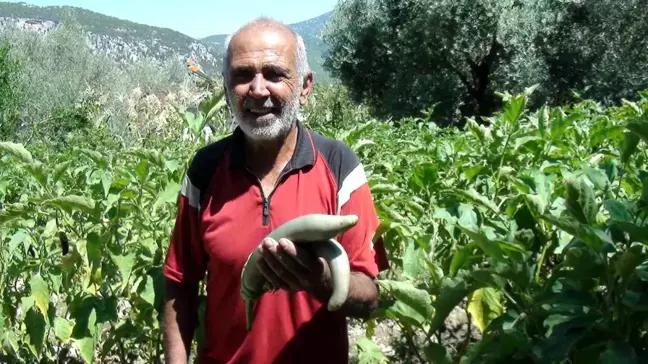 Antalya'da çiftçi 52 santimetre uzunluğunda patlıcan yetiştirdi