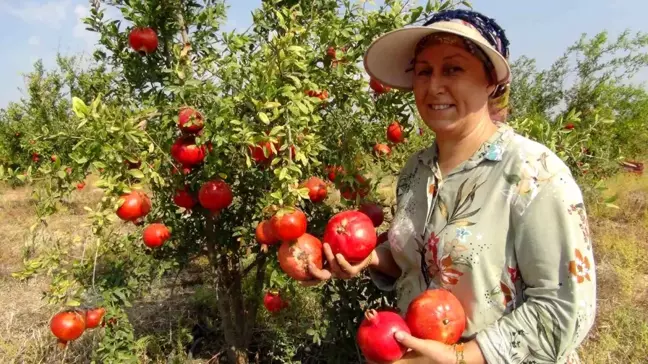 Silifke'de Erkenci Nar Hasadı Başladı