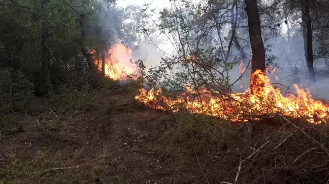 Samsun'un Vezirköprü ilçesinde ormanlık alanda yangın çıktı