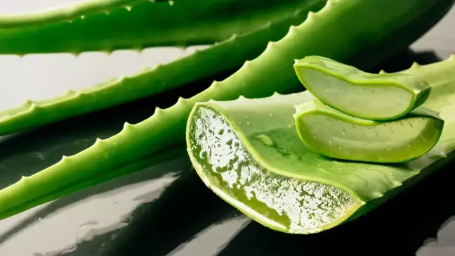 Aloe vera bitkisi evde nerede durmalı, nasıl bakılır? Aloe vera jelinin faydaları neler, nasıl kullanılır?