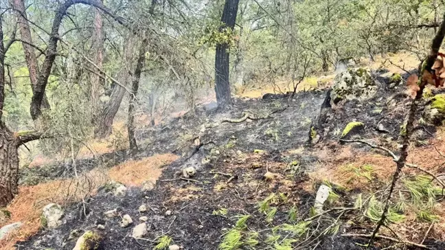 Balıkesir'de yıldırımın yol açtığı orman yangını söndürüldü