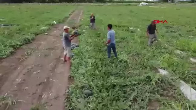 Iğdır'da 4. kez karpuz hasadı yapıldı