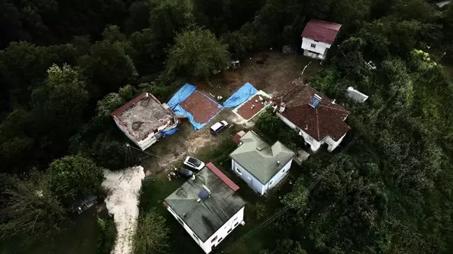 Samsun'da Fındık Hasadı ve Kurutma İşlemi Devam Ediyor