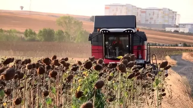 Trakya Bölgesi'nde Geliştirilen Yerli Hibrit Ayçiçeği Tohumu Kuraklığa Karşı Dirençli