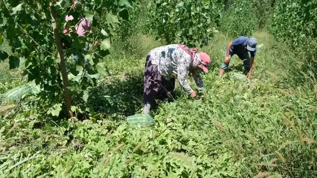 Mersin Mut'ta Sezonun İlk Karpuz Hasadı Yapıldı