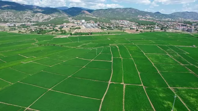 Çorum Osmancık'ta Çeltik Hasadı Başlıyor