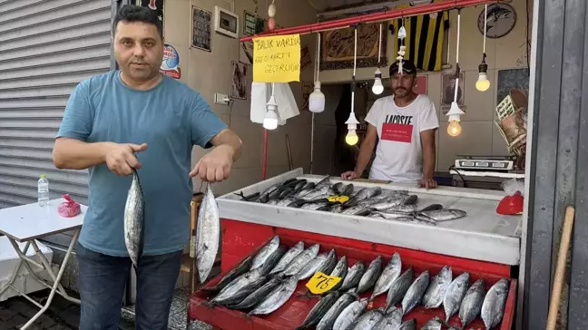 Zonguldak'ta Palamut Bolluğu