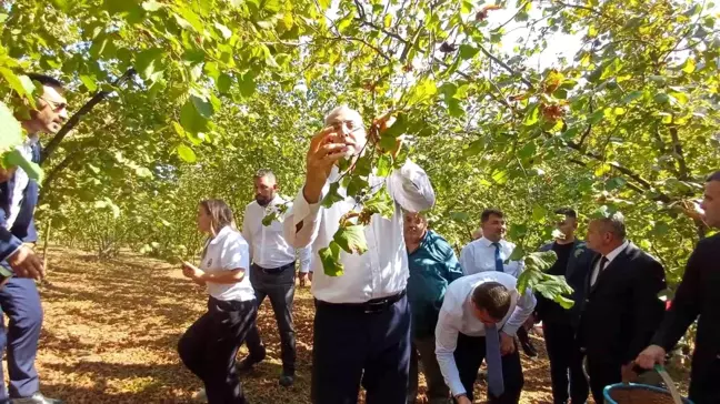 Bakan Işıkhan, Düzce'de mevsimlik tarım işçileriyle birlikte fındık topladı