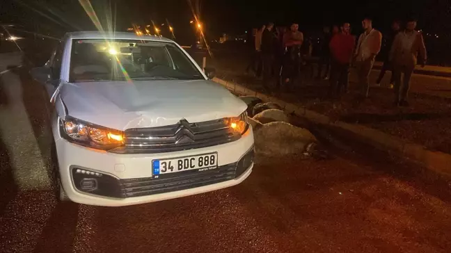 Giresun'da Otomobil Koyun Sürüsüne Çarptı: 12 Koyun Telef Oldu