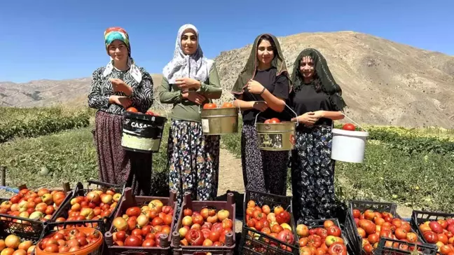 Yüksekova'da Kadınlar Domates Hasadına Başladı