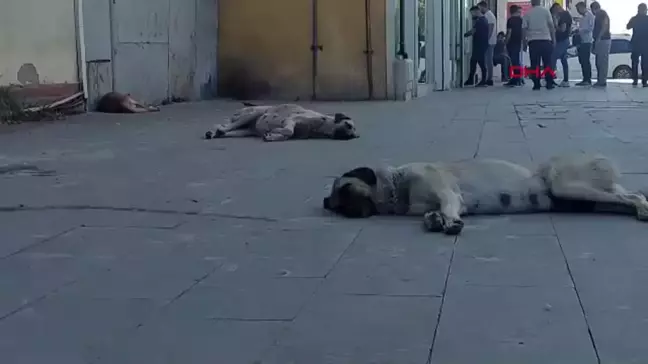 Ağrı'da Başıboş Köpekler Tedirginlik Yaratıyor