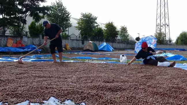 Ordu'da Fındık Hasadı Tamamlandı, Kurutma ve Seçme İşlemleri Devam Ediyor