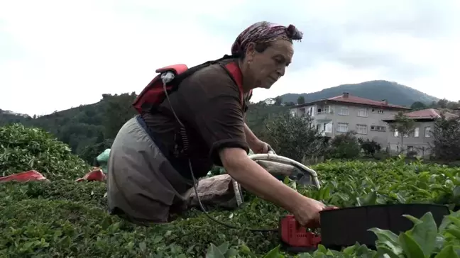 ÇAYKUR Randevulu Çay Alım Sistemine Geçti