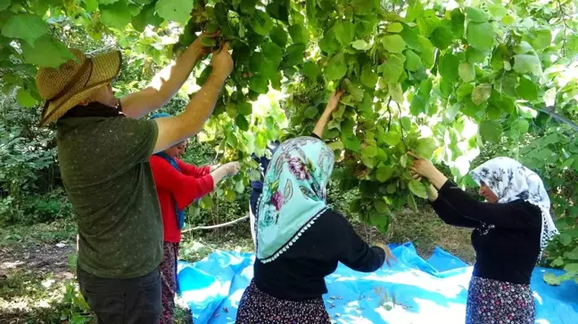 Van'ın Gevaş ilçesinde 'olmaz' denilen fındığın hasadına başlandı