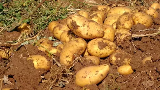 Yozgat'ta Patates Hasadı: Yüksek Verim, Düşük Fiyat