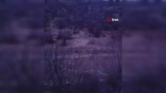 Tescilli narda çiftçilerin domuz nöbeti