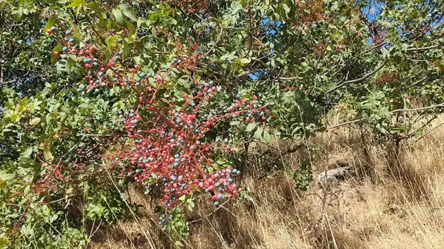 Manisa'da doğal çitlembik hasadıyla ev ekonomisine katkı