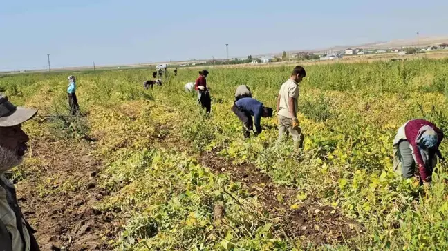 Bitlis'te Fasulye Hasadı Başladı