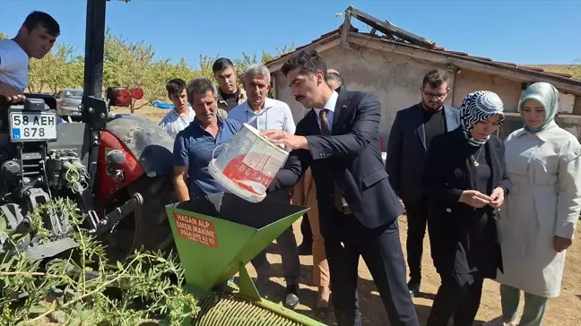 Sivas'ın Gemerek İlçesinde Badem Hasadı Yapıldı