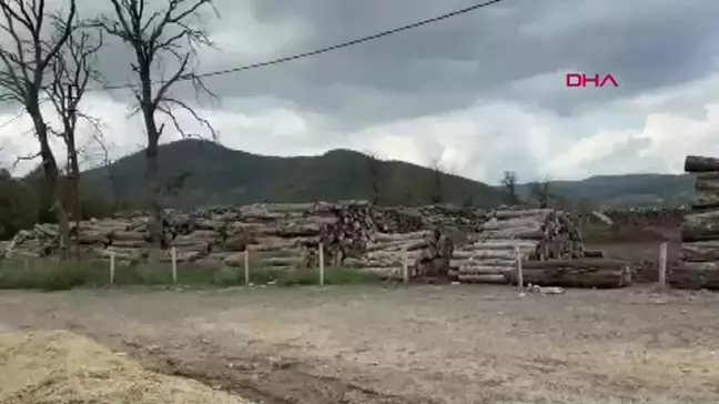 Bartın'da Tomruk Altında Kalan İşçi Hayatını Kaybetti