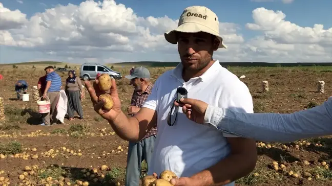 Çiftçiden Ücretsiz Patates Dağıtımı