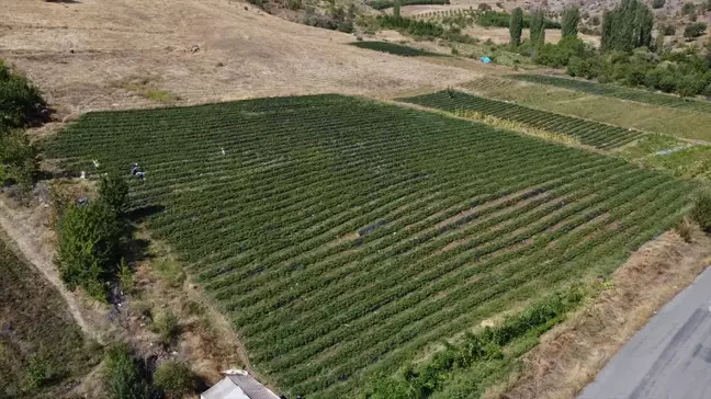 Pozantı'da Çilek Üretimi 11 Yılda 5 Dekardan 900 Dekara Yükseldi